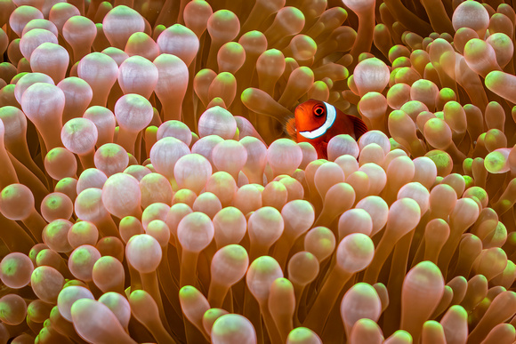 Clown Fish Underwater Indonesia Banda Sea