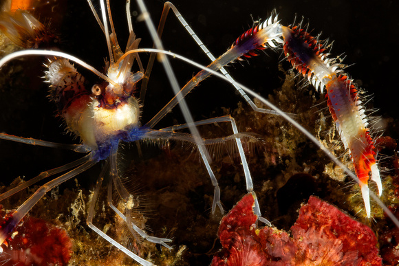 Banded Coral Shrimp Underwater Indonesia Banda Sea