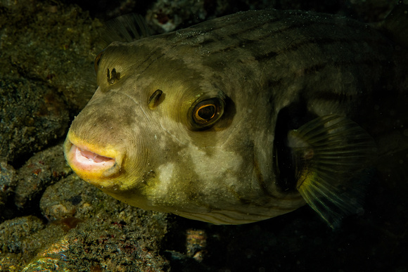 Porcupine Pufferfish Alor Underwater Indonesia Banda Sea