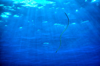 Underwater Indonesia Banda Sea Snake Manuk