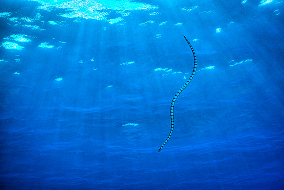 Underwater Indonesia Banda Sea Snake Manuk