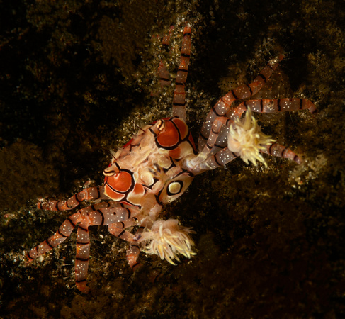 Pom-pom crab or boxer crab ( Lybia tesselata ) Underwater Indone