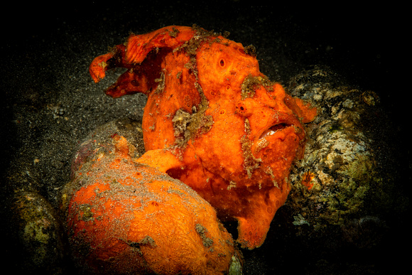 Frog Fish Alor Indonesia