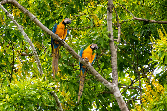 blue-and-yellow macaw (Ara ararauna), also known as the blue-and