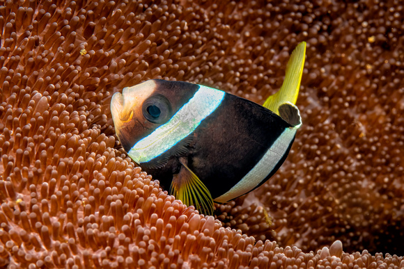Anenome Fish  Underwater Indonesia Banda Sea