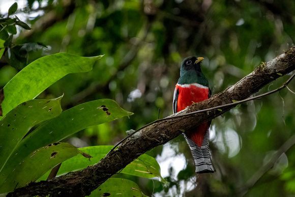 Blue-crowned trogon male perched on a branch in Amazon Rainfores