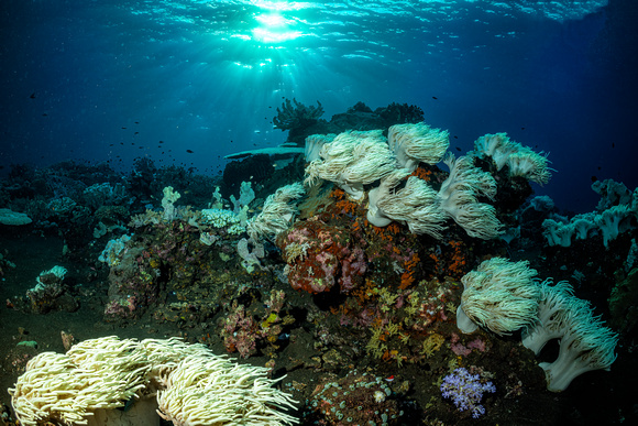 Underwater Indonesia Banda Sea Manjk