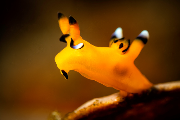 Pikachu Nudibranch (Thecacera pacifica)