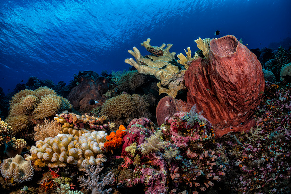 Underwater Indonesia Banda Sea Manuk