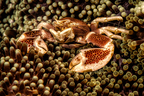 Crab Underwater Indonesia Banda Sea