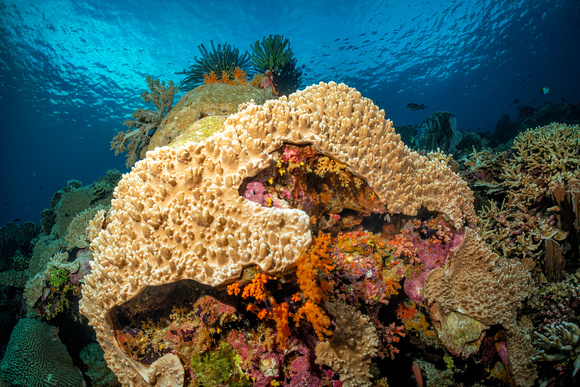 Underwater Indonesia Banda Sea Suanggi