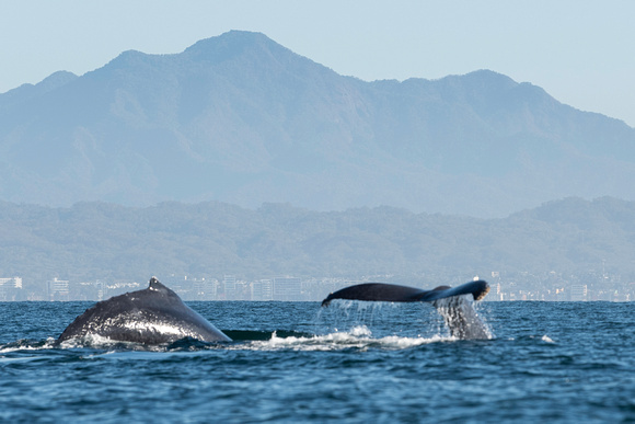 Humpback Whales Puerto Vallarta Mexico