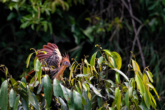 Hoatzin Peruvian Rainforest, Hoatzin (Opisthocomus hoazin)