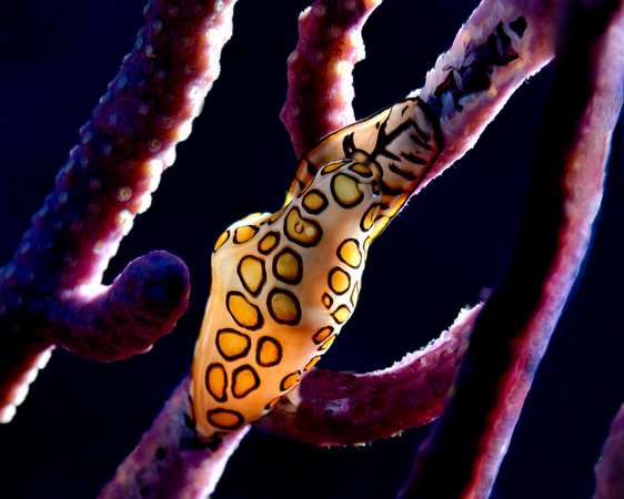 Turks and  Caicos Underwater Sea Life