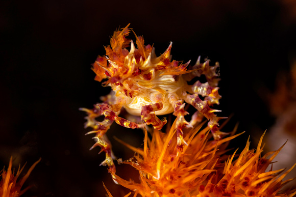 Candy Coirn Shrimp Underwater Indonesia Banda Sea