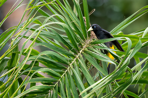 oriole blackbird (Gymnomystax mexicanus)