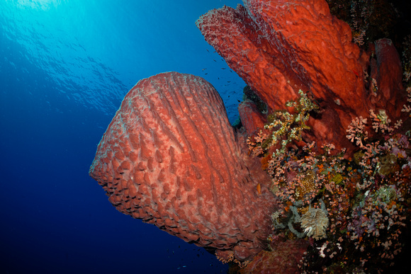 Reef at Manuk Indonesia