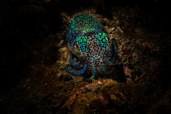 Bobtail Cuttlefish hiding in Sand, Euprymna berryi