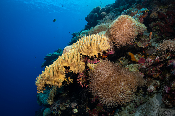 Underwater Indonesia Banda Sea