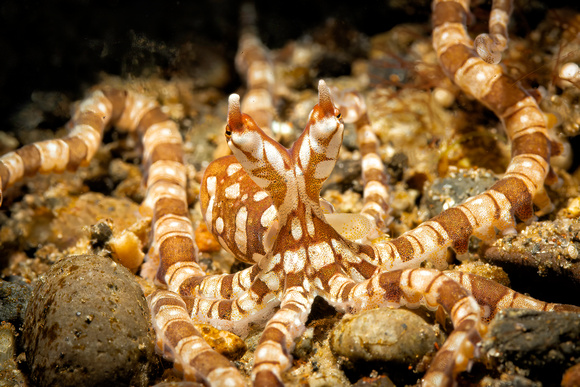 Alor Minic Octopus Underwater Indonesia Banda Sea