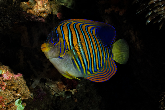 Underwater Indonesia Banda Sea