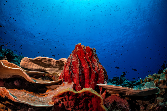Underwater Indonesia Banda Sea Manuk
