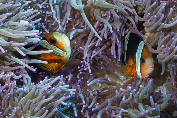 Anenome Fish Underwater Indonesia Banda Sea