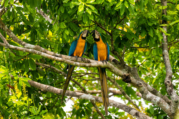 blue-and-yellow macaw (Ara ararauna), also known as the blue-and