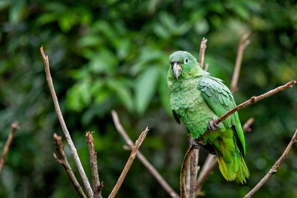 Mealy Amazon, southern mealy amazon or southern mealy parrot (Am