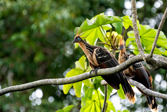 Hoatzin Peruvian Rainforest