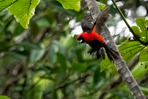 Masked crimson tanager