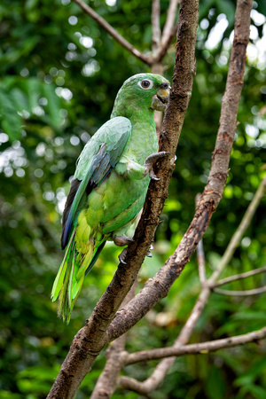Mealy Amazon, southern mealy amazon or southern mealy parrot (Am