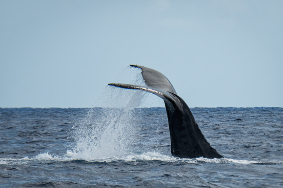 Humpback Whale Grand Turk, Turks and Caicos