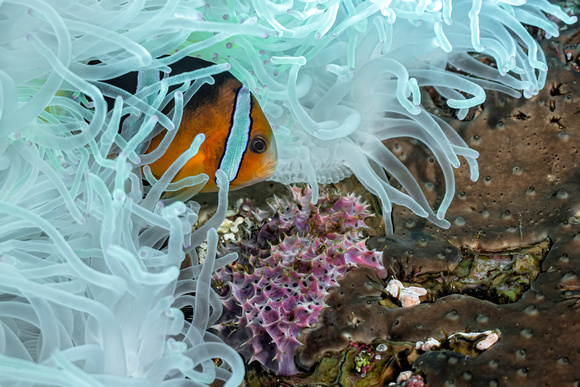 Underwater Indonesia Banda Sea Anenome Fish