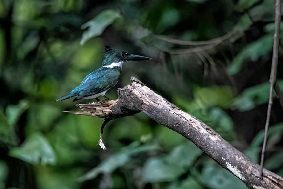 Amazon Kingfisher (Chloroceryle amazona) perched on a branch in