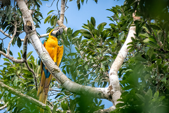Blue and Gold Macaw Peruvian Amazon Rainforest