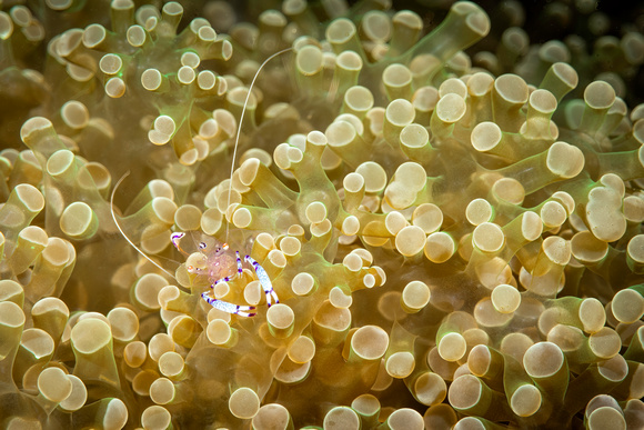 Bubble Coral Shrimp in Anenome