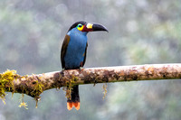 plate-billed mountain toucan (Andigena laminirostris)