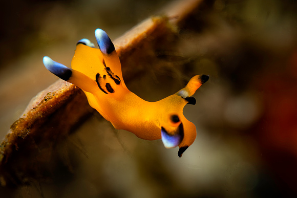 Pikachu Nudibranch (Thecacera pacifica)