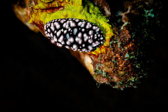 Pustulose Wart Slug (Phyllidiella Pustulosa, Phyllidia Pustulosa