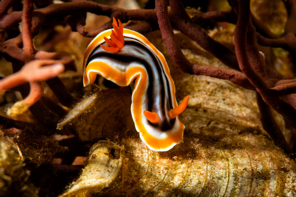 Nudibranch (sea slug) - Magnificent Chromodoris -Chromodoris