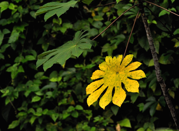 Yellow Leaf Amazon