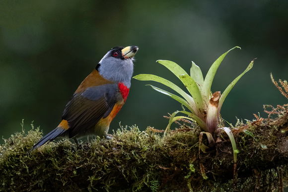 Toucan barbet