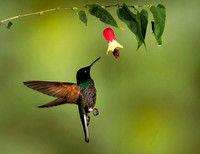 Buff-tailed Coronet Hummingbird