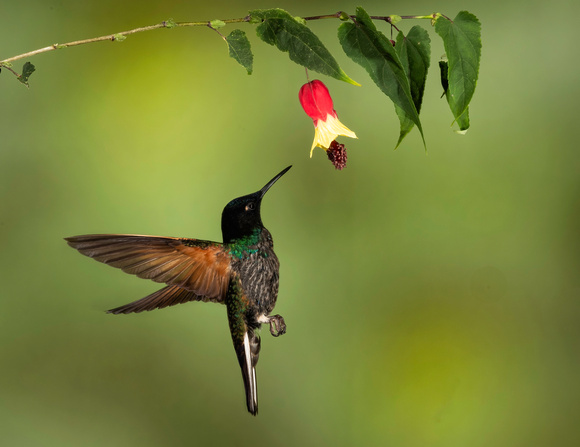 Buff-tailed Coronet Hummingbird