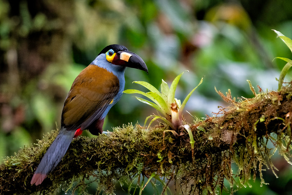 Plate-billed mountain toucan