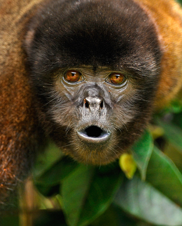 Wooly Monkey Closeup Amazon