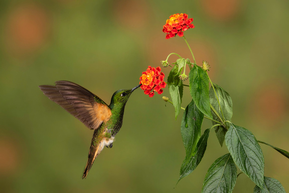 Fawn-breasted Brilliant (Heliodoxa rubinoides