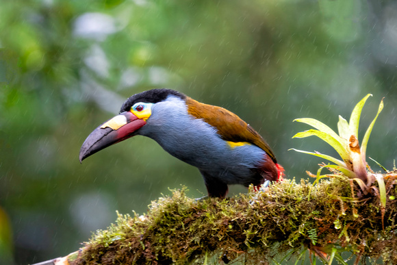 plate-billed mountain toucan (Andigena laminirostris)