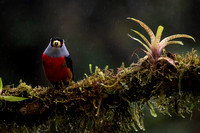 Toucan barbet